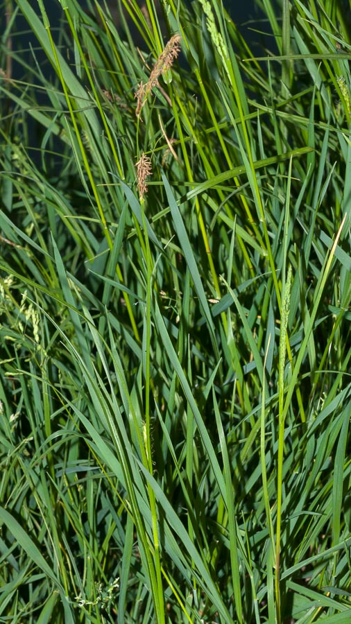 Carex in ambiente umido